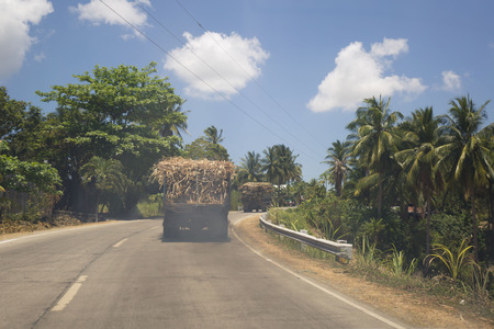 sugar cane trucks transportation in north of cebu with sugar cane fields banana plants and palmtrees on a countryside road a philippine rural sceneの写真素材