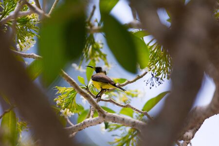 Olive-backed sunbird perching on a branch from a flourishing tree a yellow green colored nature