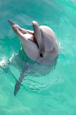 happy smiling dolphinの写真素材