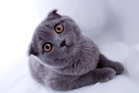 Kitten lays - isolatedの写真素材