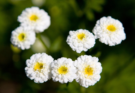 Field of daisy flowersの写真素材