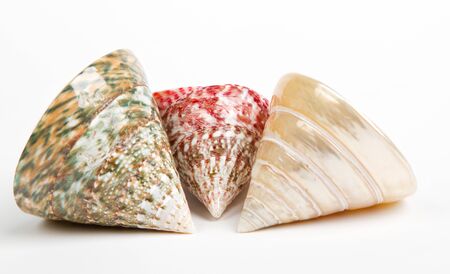 colorful sea shells isolated on white background