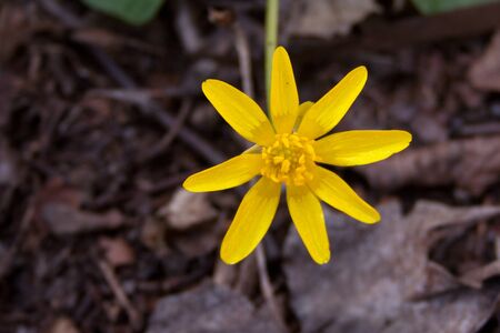 beautiful spring yellow flower on the background of the land, the first spring plantsの写真素材