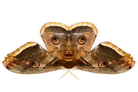 The beautiful giant silk moth butterfly called Cecropia Moth isolated on white backgroundの写真素材