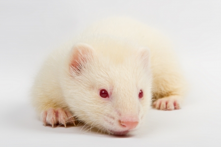 Albino ferret, lying on a white background Isolated on white backgroundの写真素材