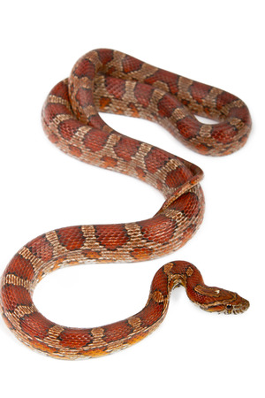 snake.elaphe guttata.young boa constrictor on a white background.