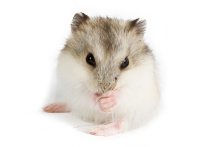 Djungarian Hamster (Phodopus sungorus) baby isolated on whiteの写真素材