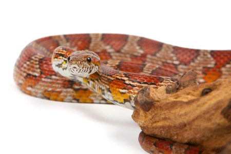 snake.elaphe guttata.young boa constrictor on a white background.