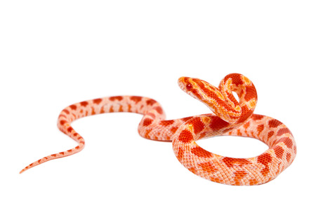 snake.elaphe guttata.young boa constrictor on a white background.の写真素材