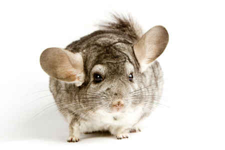 Silver Chinchilla sitting on isolated white backgroundの写真素材