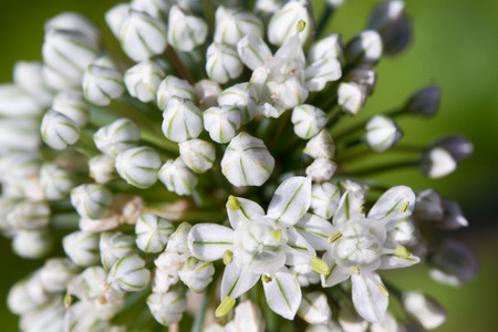  Onion ball of blossoms  Macro of blooming onion flower headの写真素材