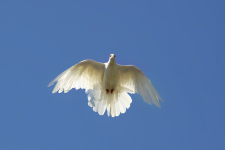 Dove in the air with wings wide open in-front of the blue skyの写真素材
