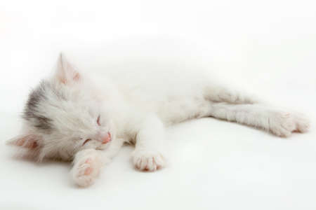 little white kitten lying isolated on white backgroundの写真素材