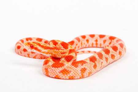 snake.elaphe guttata.young boa constrictor on a white background.