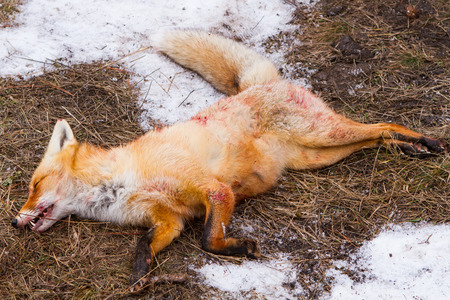 Dead foxes after the hunt in the woodsの写真素材