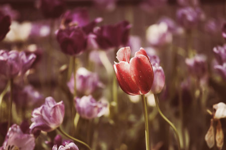 Tulips Spring flowers park garden blossoms, aroma, mayの写真素材