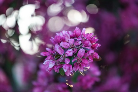 Spring Cherry blossoms  pink flowers floral treeの写真素材