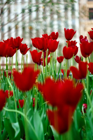 flowers sun sky tulip freshness tulips leavesの写真素材
