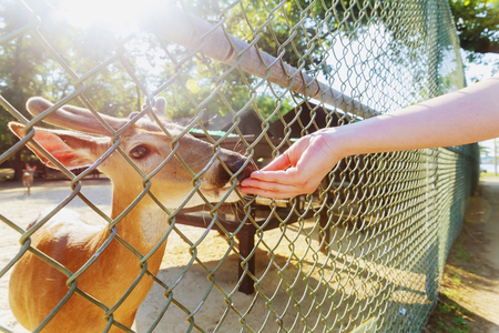 Human hand is feeding a deer with bread feeding a young deerの写真素材