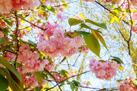 Cherry blossoms in bloom at Central Park, New York City