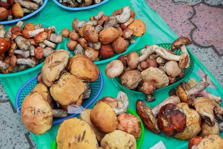A basket full of edible mushrooms in the forest Forest mushrooms in baskets...の写真素材