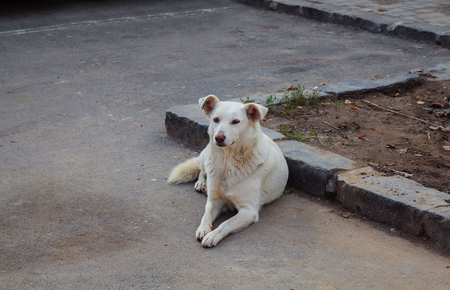 homeless dogs Positive stray dog walking on a street at sunny dayの写真素材