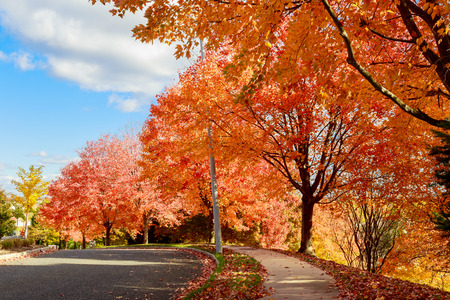 Autumn red maple leaves with yellow foliage in the background.の写真素材