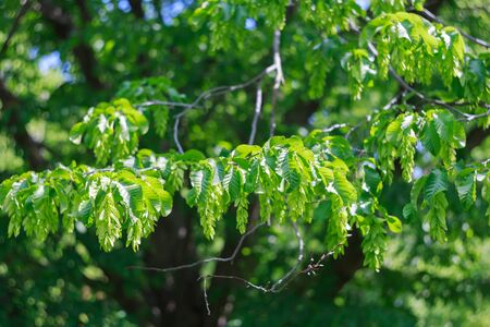 Summer tree leaves Green leaves background trees, woods, young