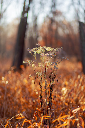 Autumn forest yellow leaves Sunrise in autumn orange forestの写真素材