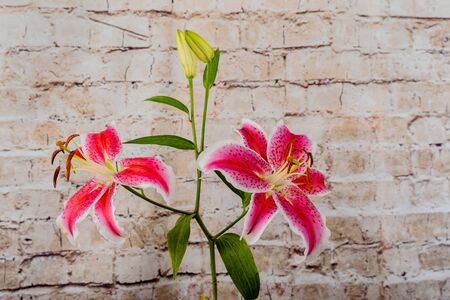 Pink lily closeup in mist Pink lily flower, beauty, macroの写真素材