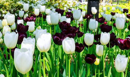 Dark red with white rims Tulip Jackpot bulbs about to bloomの写真素材