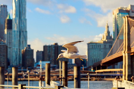 Lower Manhattan at sunset cormorants flying in the background of Brooklyn Bridges flying over Brooklyn Bridgeの写真素材