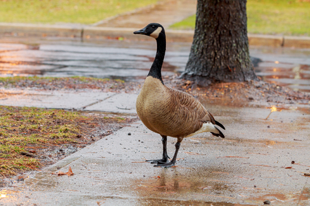 Goose on a road goose walking down the sidewalk in the rainの写真素材