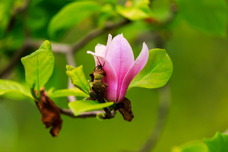 spring magnolia flowers, natural abstract soft floral backgroundの写真素材