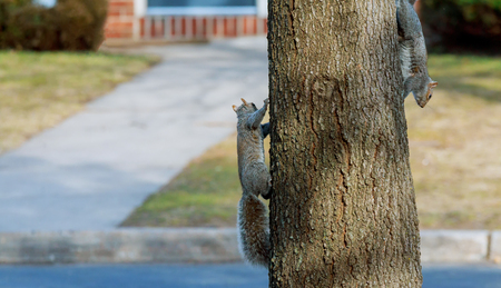Squirrel goes down on the trunk of a tree in the city park or in the forest. It is autumn outdoors. Lots of fallen leaves are on the ground.の写真素材