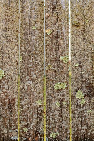 Weathered wooden exterior wallの写真素材