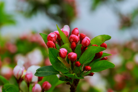 Spring flowering trees Blossom tree over nature background Spring flowers Spring Backgroundの写真素材