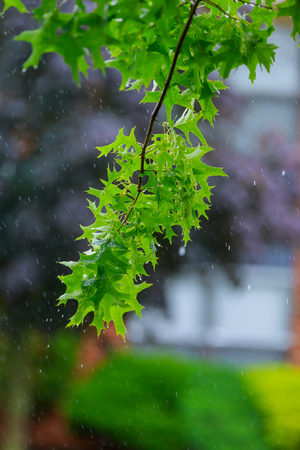 Tree branch with water droplets Droplets of rain on the treeの写真素材