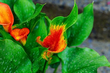 the flower of an orange calla lily and partial leaf as ornament calla lily with drops