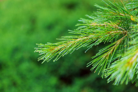 Close-up of pine branches with water drops