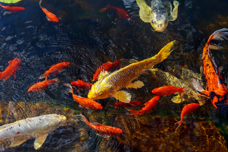 Colorful decorative fish float in an artificial pond, view from aboveの写真素材