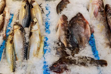 Fresh sea fish lying on ice on a counter in grocery store Fish on the counter at the storeの写真素材