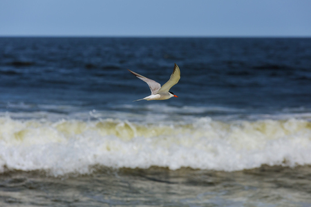 Seagul blue ocean. A gull flies over the blue seaの写真素材