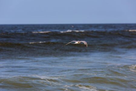 The seagull flies fast over the surface of the oceanの写真素材