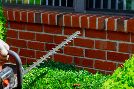 Hedge trimming, works in a garden. Gardener with a professional garden tools at work. planting of...