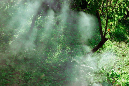 fog in the woods against the sun Misty forest against sun ray in morning timeの写真素材