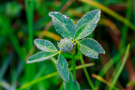 Spring. Beautiful natural background of green grass with dew and water drops. Seasonal concept - morning in nature.の写真素材
