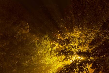 Sunny early in the morning,light on the morning tree light fogの写真素材