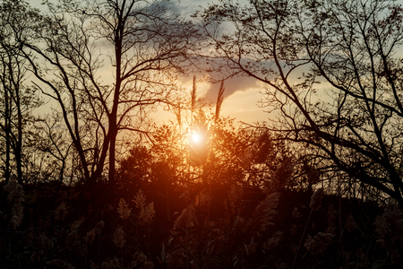 autumn yellow grass and sunset autumn sunset grassの写真素材