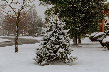 Snow covered trees and falling snow snow winter snow fallingの写真素材